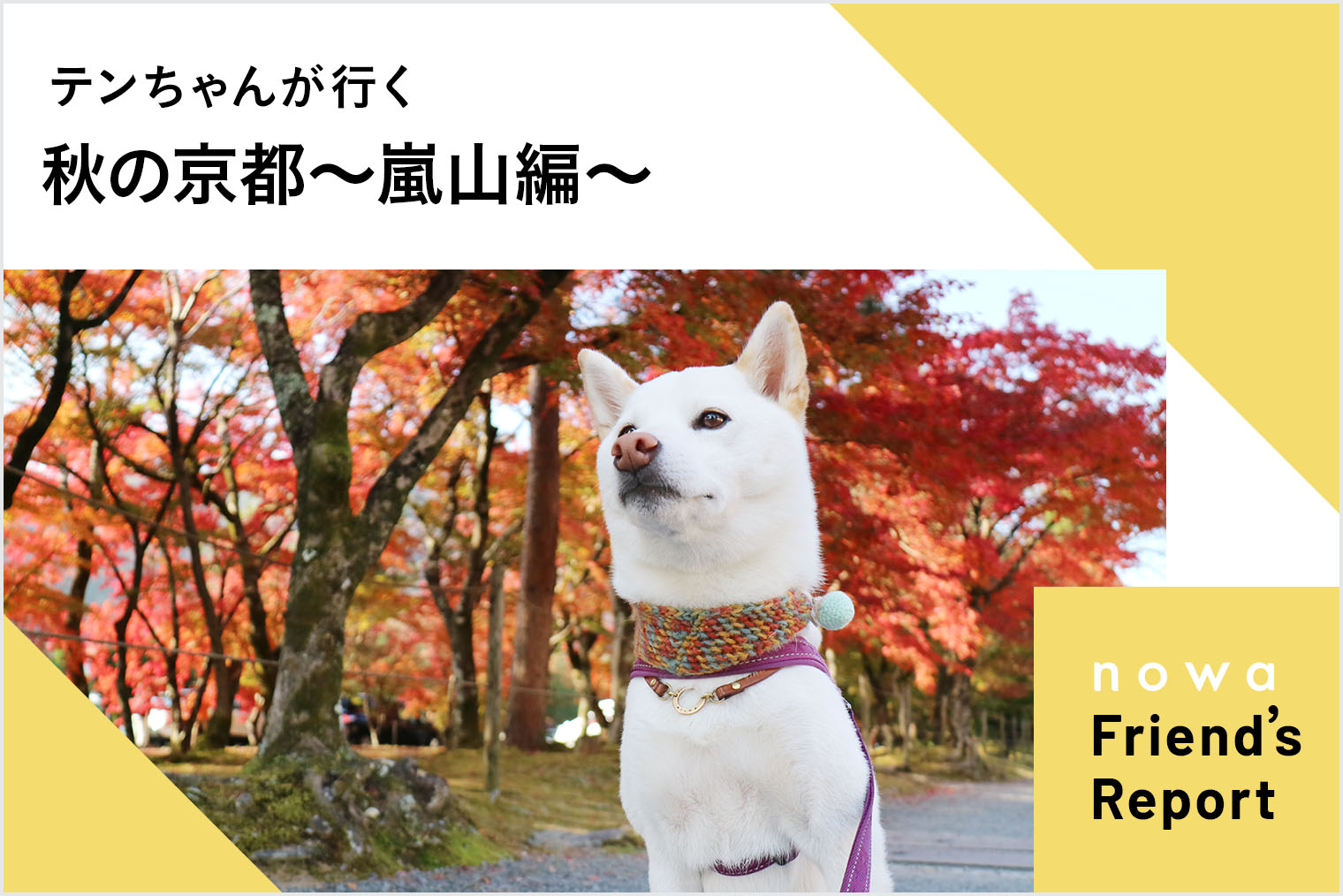 犬旅 嵐山 テンちゃんと行く秋の京都 嵐山 愛犬と保津川下りも