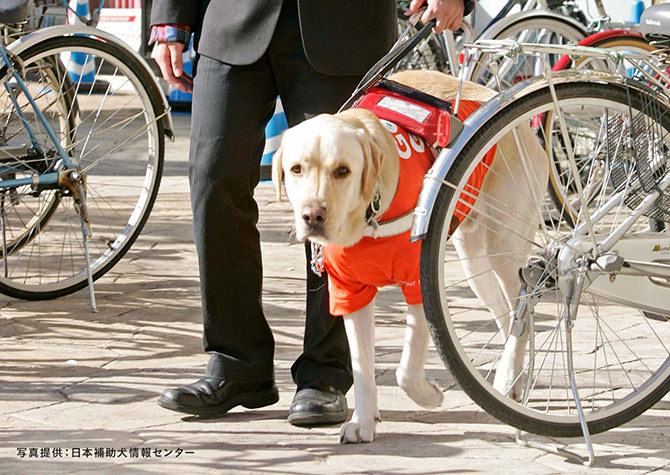 盲導犬の写真。写真提供：日本補助犬情報センター