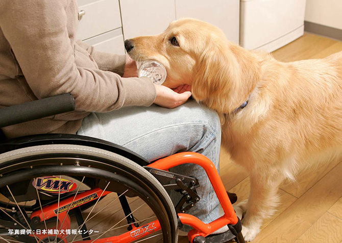 介助犬の写真。写真提供：日本補助犬情報センター