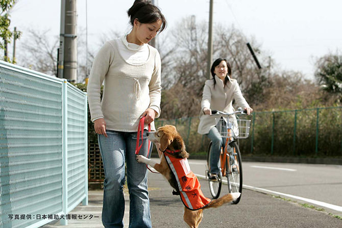 聴導犬の写真。写真提供：日本補助犬情報センター