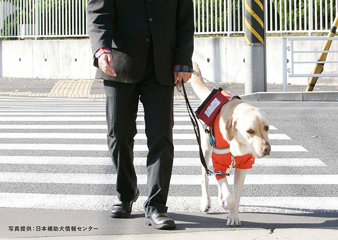 盲導犬と横断歩道を渡る写真。写真提供：日本補助犬情報センター