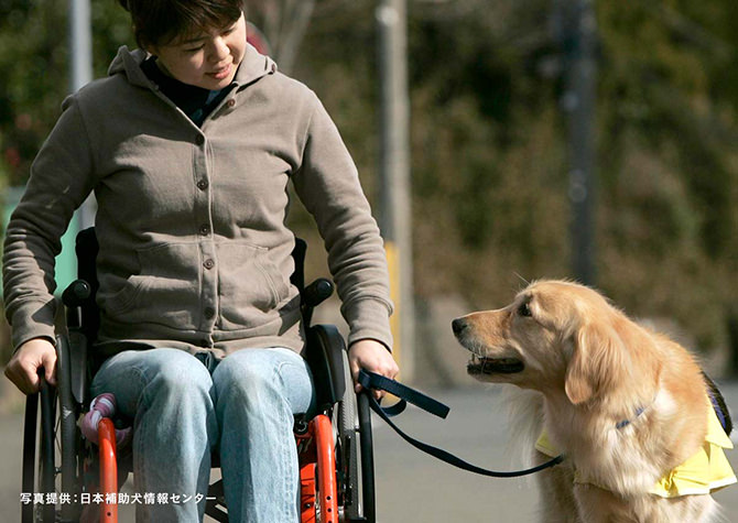 補助犬を見つめ合う写真。写真提供：日本補助犬情報センター