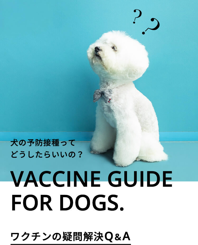 犬の予防接種ってどうしたらいいの？VACCINE GUIDE FOR DOGS.ワクチンの疑問解決Q&A