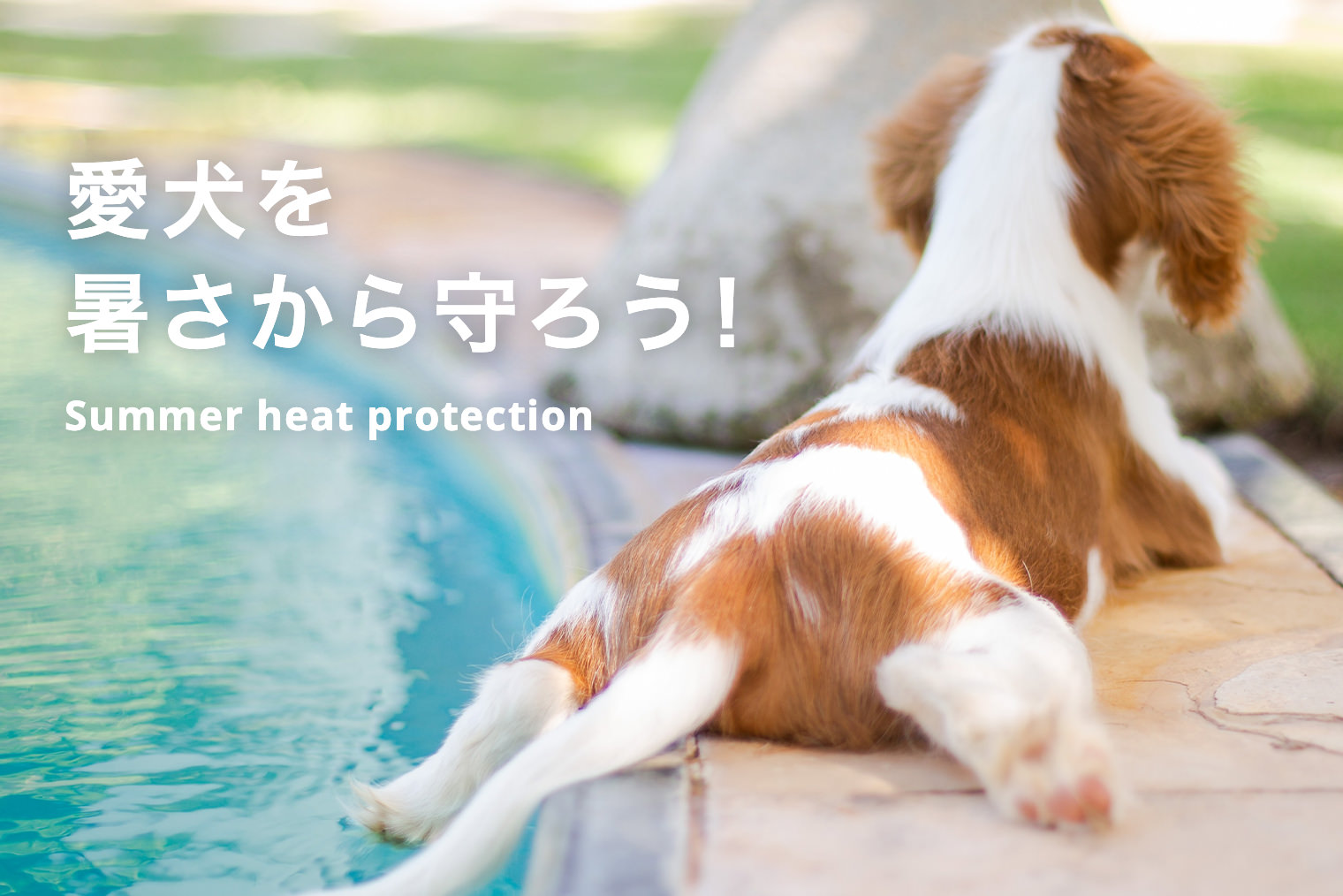 愛犬を暑さから守ろう！