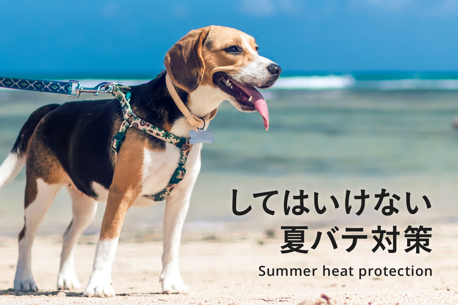 商品の特性 愛犬　ワンちゃん　クーラー　開発商品　格安で　猛暑到来　ワンちゃんも熱中症に 犬用品