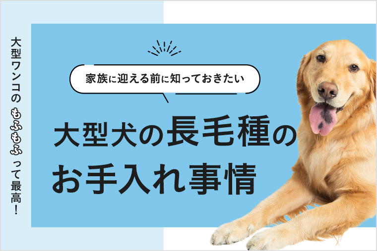 大型犬の長毛種のお手入れ 大型犬を家族に迎える前に知っておこう