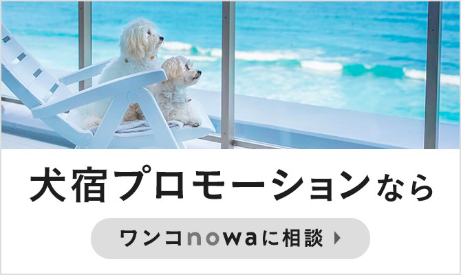 犬宿プロモーションならワンコnowaに相談
