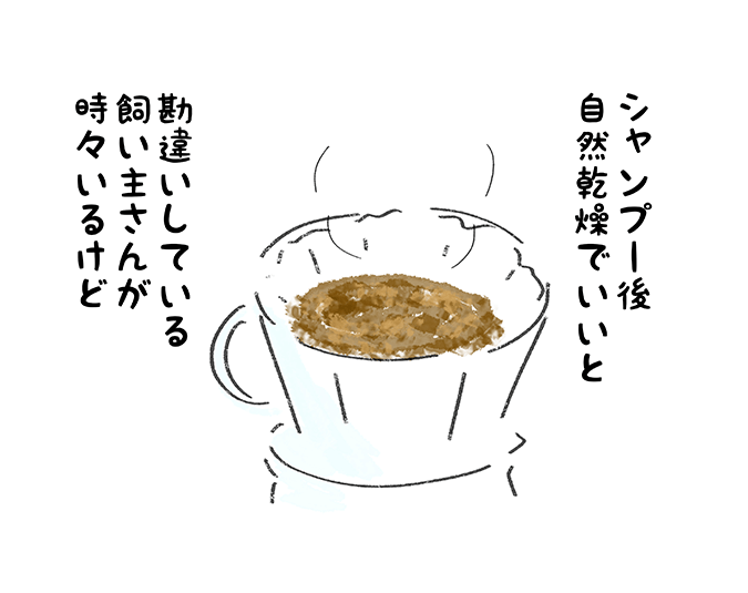 「シャンプー後、自然乾燥でいいと勘違いしている飼い主さんが時々いるけど」