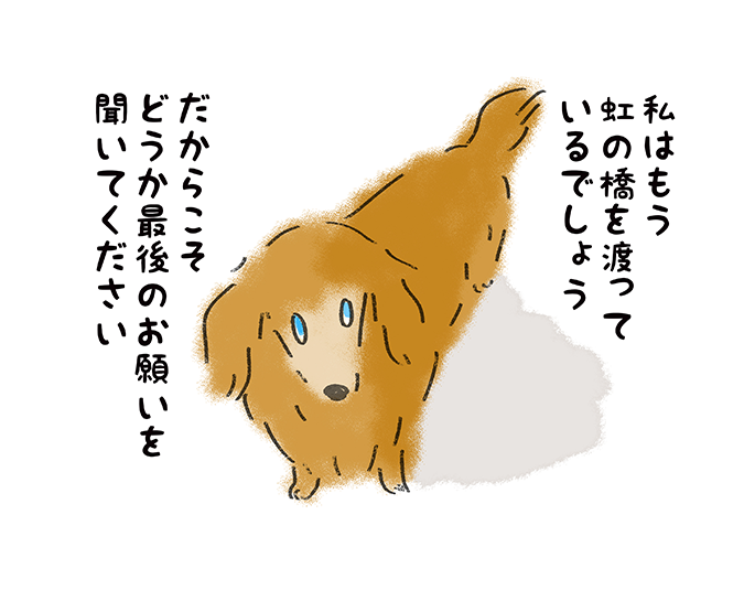 私はもう虹の橋を渡っているでしょう。だからこそどうか最後のお願いを聞いてください