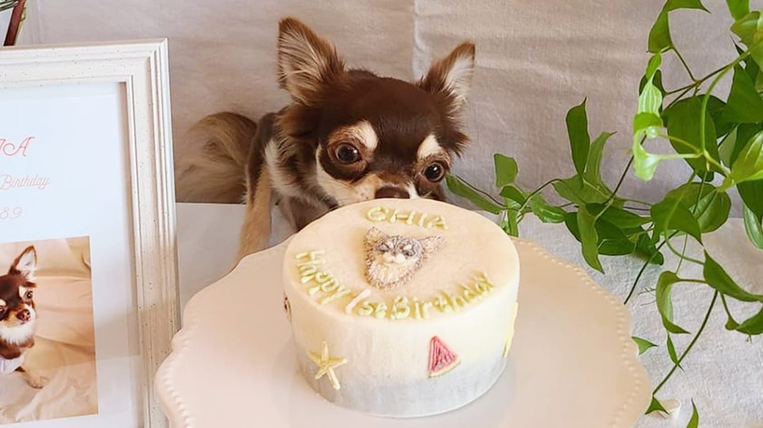 犬の誕生日ケーキ5選】可愛い過ぎるケーキで愛犬の誕生日を祝おう！