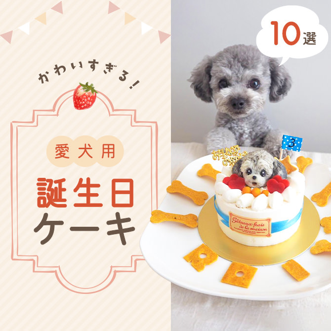 【犬用誕生日ケーキ人気10選】可愛い過ぎるケーキで愛犬の誕生日を祝おう！
