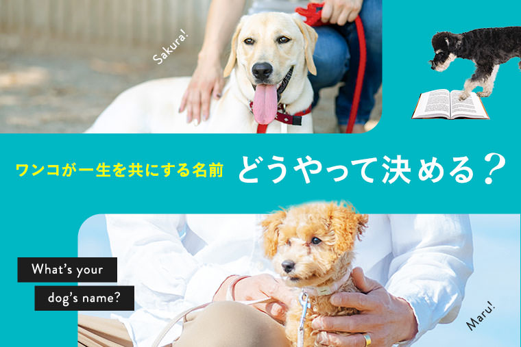 犬の名前ランキング 気になる人気ランキングとみんなの名付け方