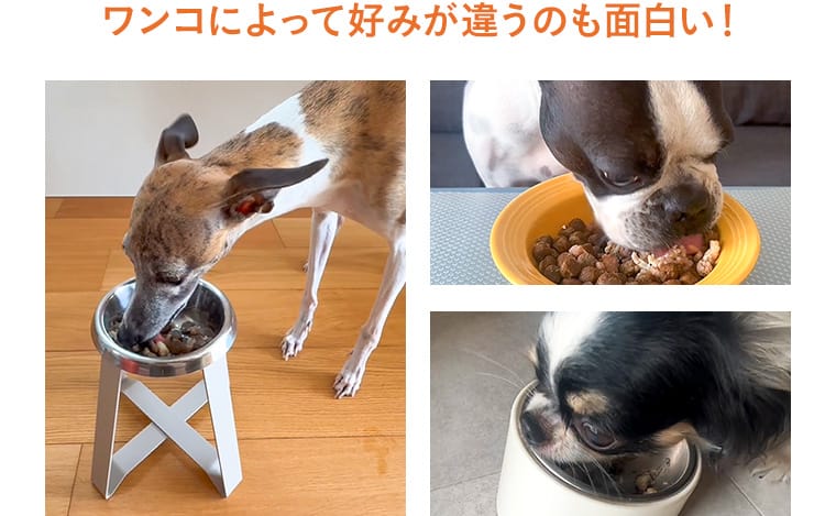 ワンコによって好みが違うのも面白い！
