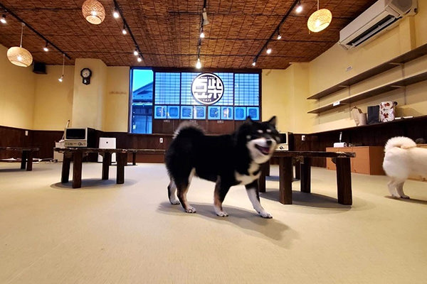 犬 と 触れ合える カフェ 神奈川