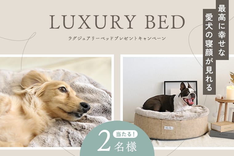 最高に幸せな愛犬の寝顔が見れる「neDOGkoラグジュアリーベッド」プレゼントキャンペーン 2名様に当たる！