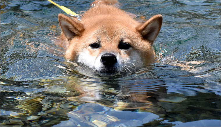 犬に水着は必要？