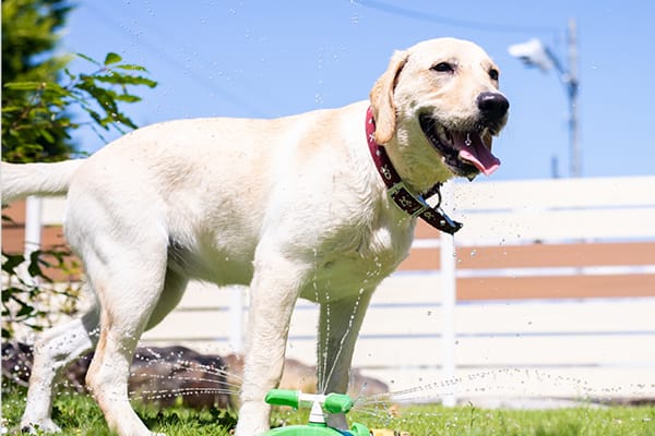 犬 安い の 首輪 の 寿命