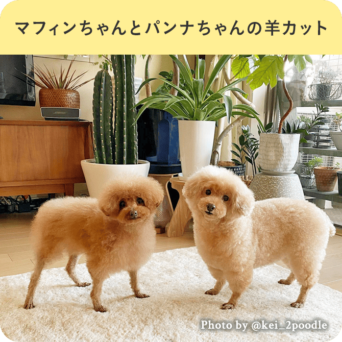 マフィンちゃんとパンナちゃんの羊カット