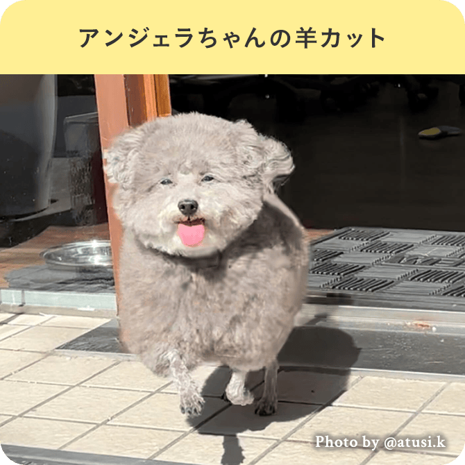 アンジェラちゃんの羊カット