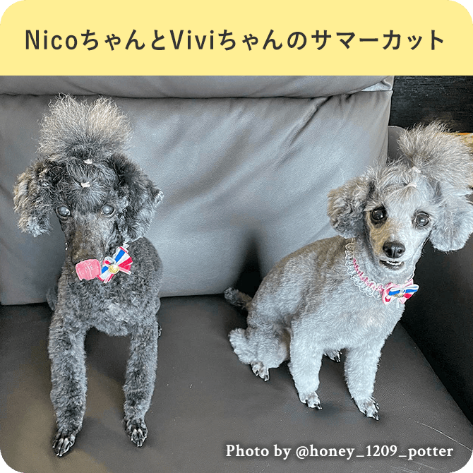 NicoちゃんとViviちゃんのサマーカット