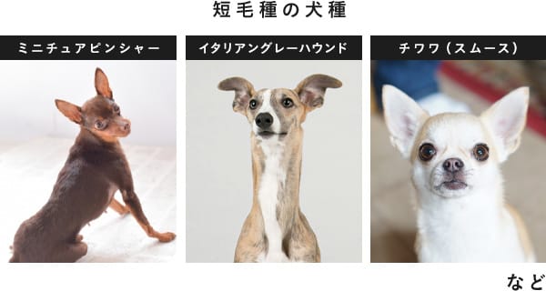 短毛種の犬種