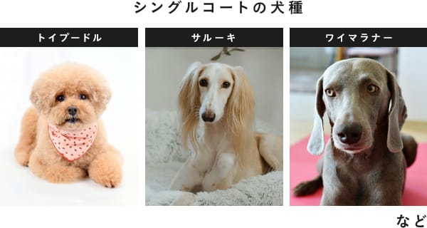 シングルコートの犬種