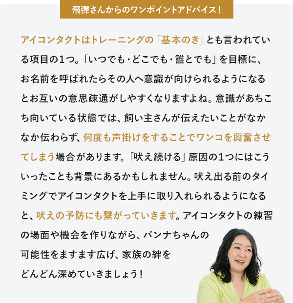 飛彈さんからのワンポイントアドバイス アイコンタクトはトレーニングの「基本のき」とも言われている項目の1つ。「いつでも・どこでも・誰とでも」を目標に、お名前を呼ばれたらその人へ意識が向けられるようになるとお互いの意思疎通がしやすくなりますよね。意識があちこち向いている状態では、飼い主さんが伝えたいことがなかなか伝わらず、何度も声掛けをすることでワンコを興奮させてしまう場合があります。「吠え続ける」原因の１つにはこういったことも背景にあるかもしれません。吠え出る前のタイミングでアイコンタクトを上手に取り入れられるようになると、吠えの予防にも繋がっていきます。アイコンタクトの練習の場面や機会を作りながら、パンナちゃんの可能性をますます広げ、家族の絆をどんどん深めていきましょう！