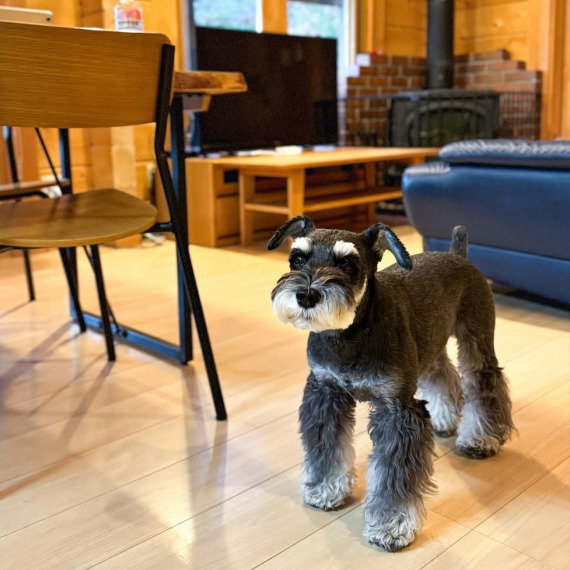 ルークくんの画像