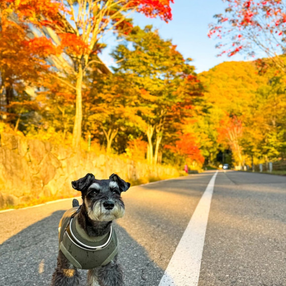 ルークくんの画像