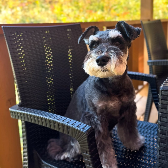 ルークくんの画像