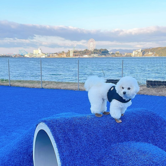 もちまるくんの画像