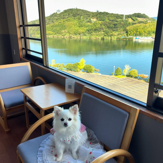 シロちゃんの画像