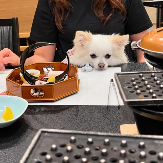 シロちゃんの画像