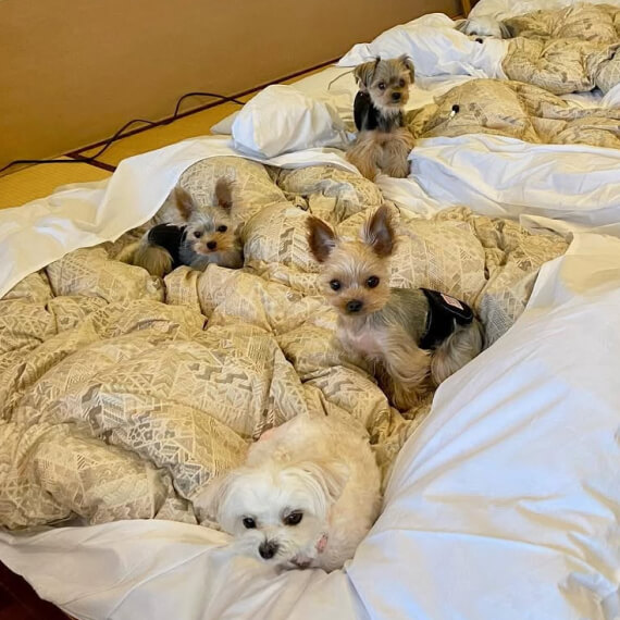 ルーイ＆ハーバー＆ロディー3兄弟の画像