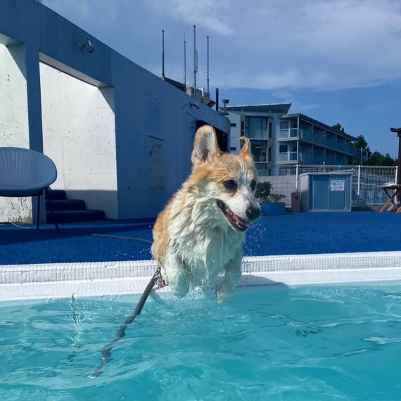 まりんちゃんの画像