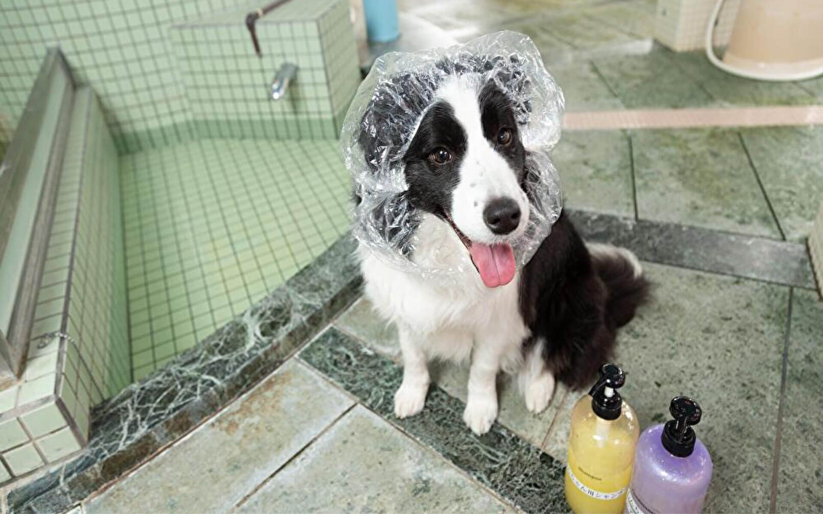 伊豆高原わんわんパラダイスコンドミニアム