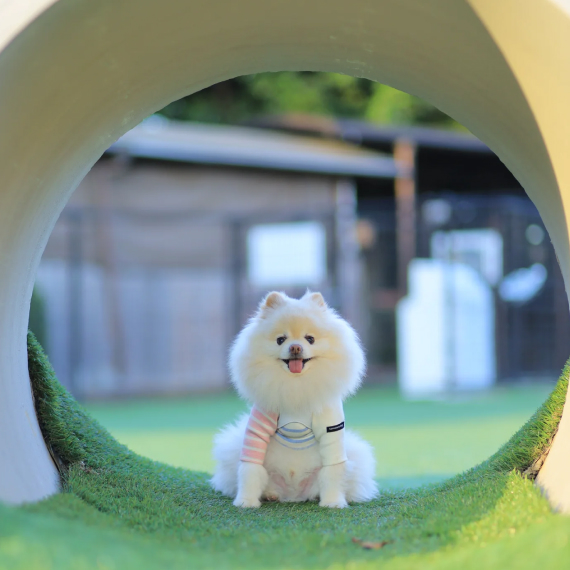 ハルちゃんの画像