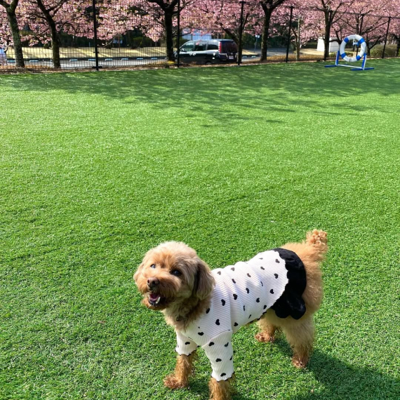 ララちゃんの画像