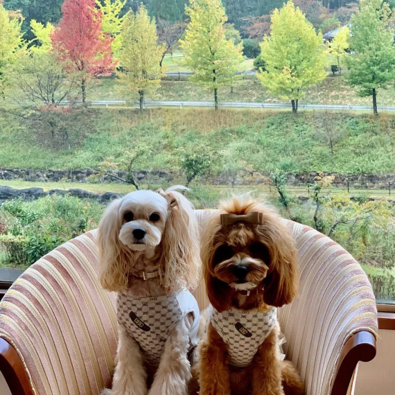 ララちゃん＆ポポちゃんの画像