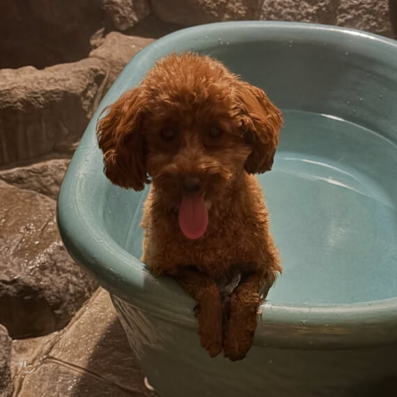 MOMOちゃんの画像