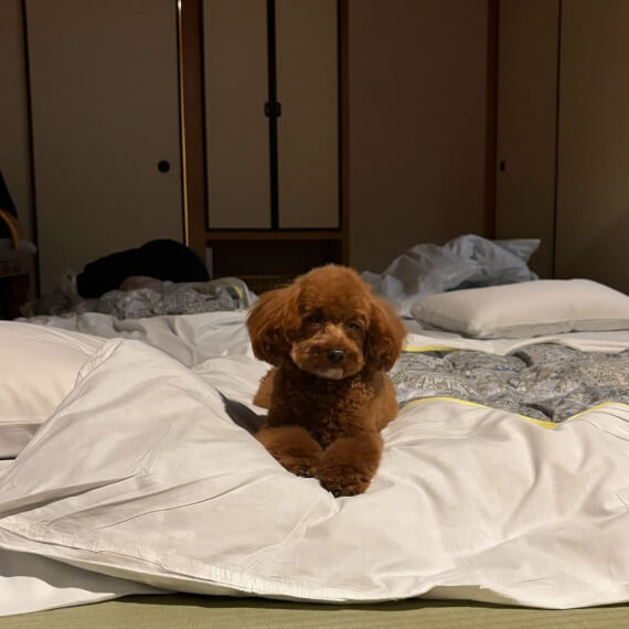 MOMOちゃんの画像