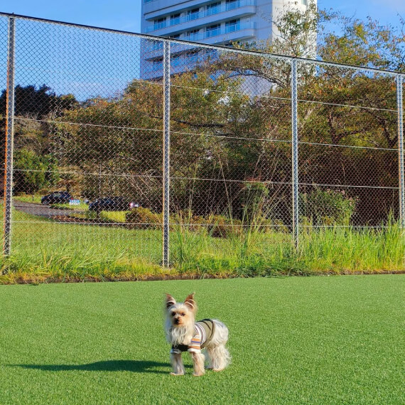 3ヨーキーちゃんの画像