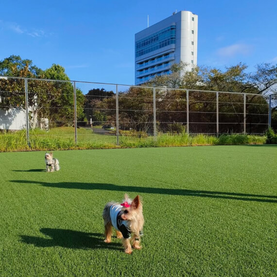 3ヨーキーちゃんの画像