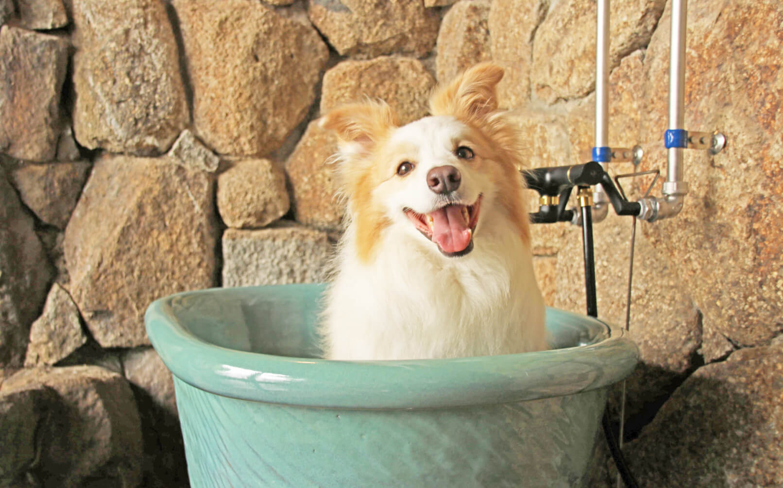 南紀白浜わんわんパラダイス