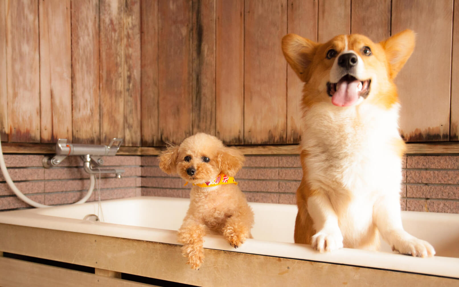 高山わんわんパラダイス ホテル＆コテージ