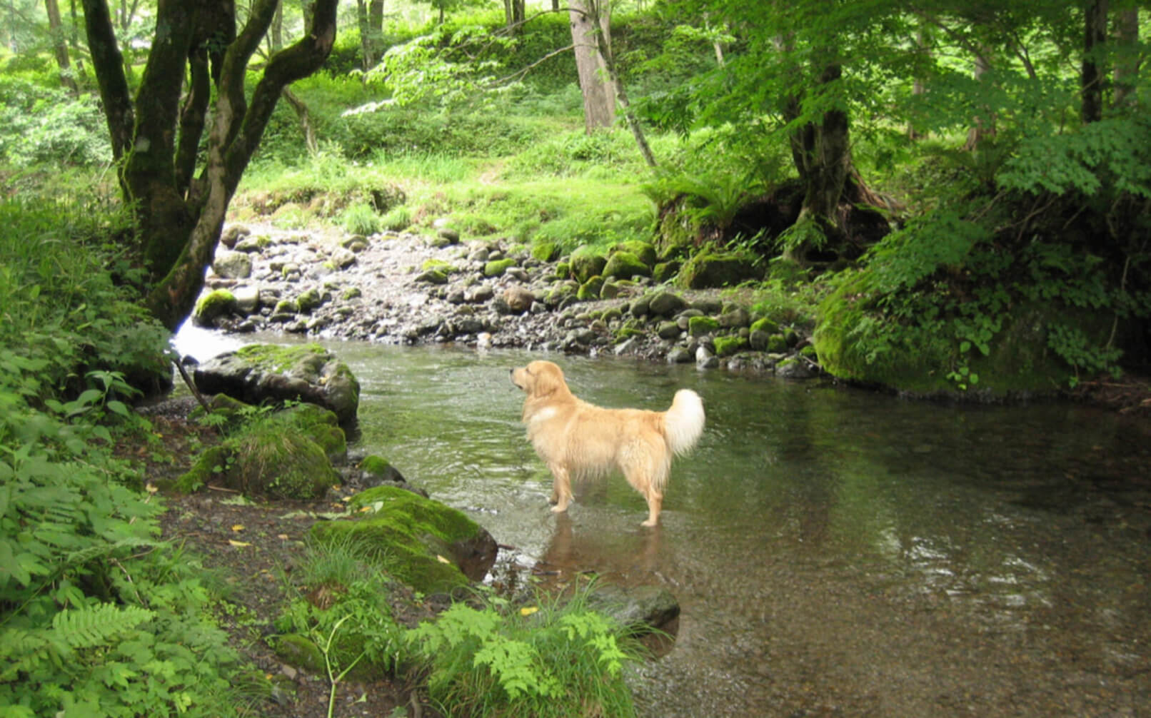 高山わんわんパラダイス ホテル＆コテージ