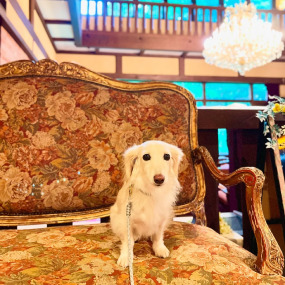 milkちゃんの画像