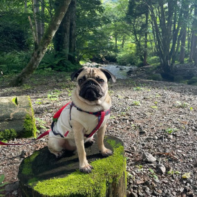 アルくんの画像