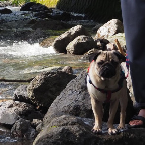 アルくんの画像