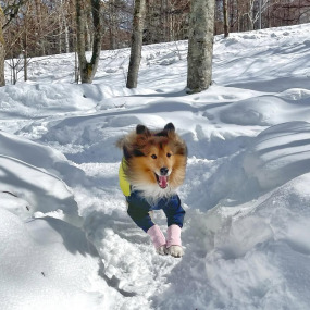 日南ちゃんの画像